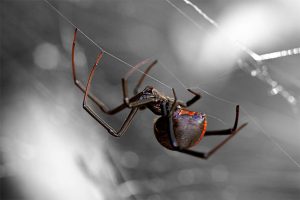 Get rid of those pesky spiders with Perimeter Pest treatment