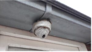 Wasp nest attached under the gutter of a home. 